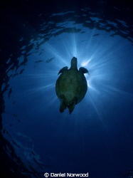 Turtle Silhouette in Sipadan. by Daniel Norwood 